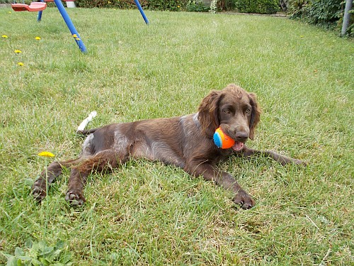 Unser Basco.